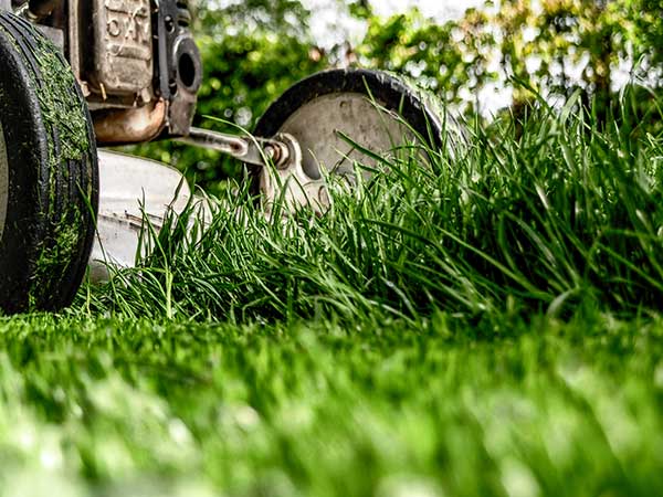 1/3 Rule in mowing